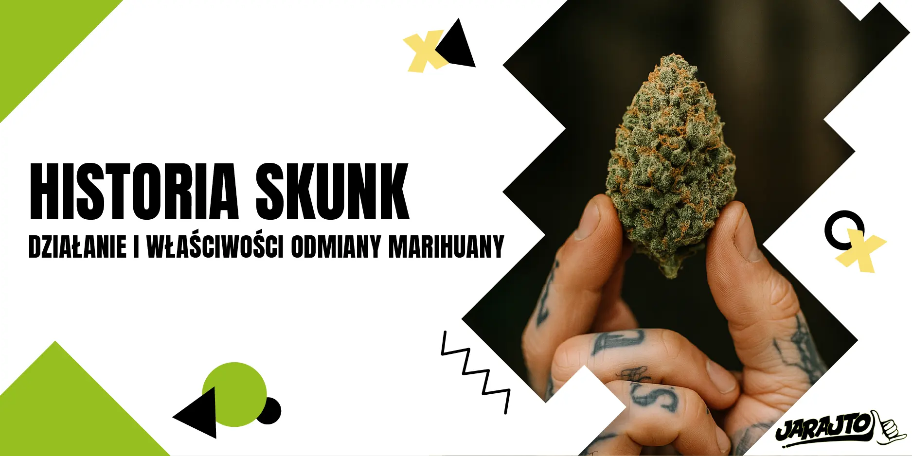 Historia skunk - działanie i właściwości odmiany marihuany